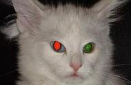 猫的眼睛晚上一般是什么颜色（猫的眼睛从早到晚分别是什么颜色）