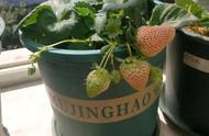 草莓的种植方法和管理方法（草莓施肥口诀）