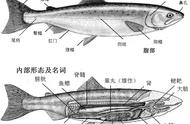 鳟鱼家庭养殖（鳟鱼的养殖方法和注意事项）