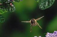 蜜蜂为什么喜欢在花丛中飞（为什么蜜蜂喜欢在花间穿梭）