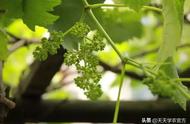 夏黑葡萄种植技术指导和视频介绍（夏黑葡萄幼苗当年种植技术）