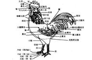 鸡的颈与躯干的比例（鸡的尾巴比身体大吗）
