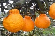 丑橘种植几年可结果（丑橘种植哪个省份合适）