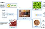 seed是什么意思中文翻译（seed翻译成中文意思）