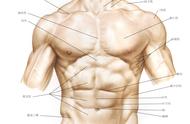 人体腹部结构（人体正确的腹部图）