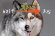 狗与人dna的相似度有多少（人类个体与狗基因组差异）