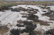 硝酸铵钙在土壤里多少天见效（冬季施用硝酸铵钙多久能见效）