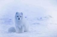 北极熊为什么不吃北极狐（为什么北极熊与北极狐有相似之处）