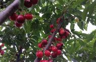 南方可种植的樱桃品种（适合南方种植的樱桃品种有哪些）