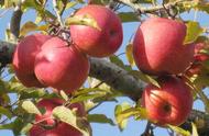 晚收红富士苹果储存方法（北方冬季家里如何储藏红富士苹果）