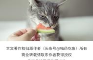 猫可以吃西瓜但是不能喝太多（猫可以吃水果吗什么水果不能吃）