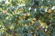 杏子的种子怎么种（杏子种子的种植方法）