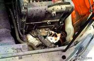 怎么防止猫爬到车的引擎盖（怎么防止猫跑到车子引擎盖下）