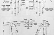 右手掌骨骼结构图片（左手腕的骨骼结构图解）
