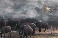 水牛的繁衍能力有多强（公牛自然育种视频）