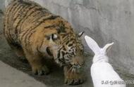 兔子跟老虎老虎会吃兔子吗