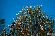 珊瑚礁形成原因主要是（加勒比海珊瑚礁形成原因）