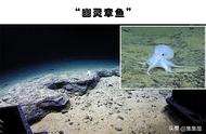 深海动物有哪些（100种海洋动物）