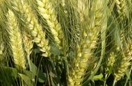 小麦早熟品种排行榜（2022年早熟小麦高产排行榜）