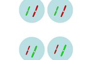 为什么染色体含有一个或两个dna（一条染色体中有多少个dna）