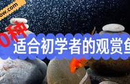 哪些淡水观赏鱼适合新手养（什么观赏淡水鱼最好养）