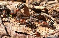 黑蚂蚁粉的正确服用方法（吃黑蚂蚁一年后的效果）