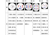 有丝分裂和减数分裂是干啥的（减数分裂和有丝分裂有什么区别）