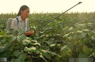 四川盆地种棉花的条件（在四川种棉花什么季节种）