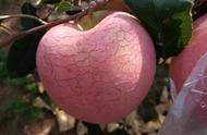 苹果的水裂纹是怎样造成的（苹果出现裂纹还能吃吗）