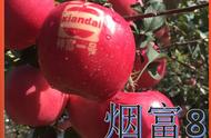 昌阳红条纹红富士苹果（众成一号苹果苗多少钱一棵）