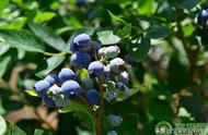 什么蓝莓树最耐寒（北方适合的蓝莓树）