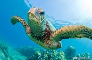 海龟生活在深海还是浅海（海龟在深海里还是在浅海里产卵）