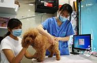 宠物店给狗狗打疫苗会有疫苗证吗（宠物店给狗子打疫苗包含什么疫苗）