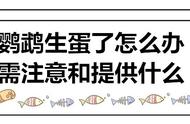 虎皮鹦鹉产蛋后还可以给它铺窝吗（虎皮鹦鹉孵化蛋期间换窝可以吗）