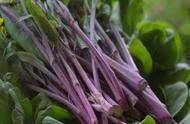 紫菜苔怎么做好吃最营养（紫菜苔怎样做好吃又简单）