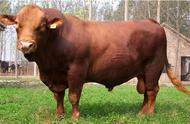 利木赞牛为什么没在国内广泛饲养（利木赞肉牛缺点）