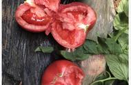 最好的西红柿品种介绍（市场上常见的西红柿品种）