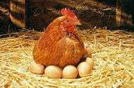 怎样促进鸡多下蛋（鸡要多下蛋有什么好方法）