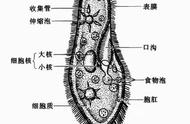 鱼为什么不能吃蛋黄（鱼长期吃蛋黄会营养不良吗）