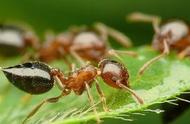 蚂蚁的特征是什么（蚂蚁的典型特征有什么）