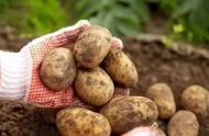 土豆种子怎么切块种植（科学种植土豆的切块方法）