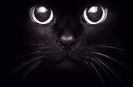 抖音黑猫睁眼壁纸（抖音黑猫睁眼图）