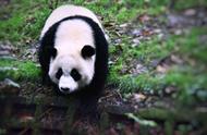 小熊猫数量稀少原因（目前中国现有的小熊猫的数量）