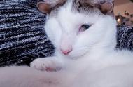 梦到一只白色独眼猫（梦到黑白相间的猫）