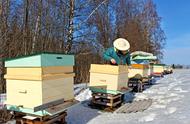 蜂群越冬保温最佳方法（蜂群越冬最佳方法）