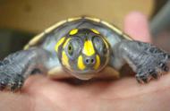 黄头侧颈龟饲养（黄头侧颈龟一天喂多少）