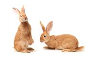 兔子可以吃梨子和甘蔗吗（兔子能不能吃没熟的梨子）
