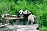 大熊猫的祖先是谁发现的