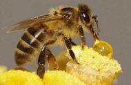 广东养中蜂取蜜到几月（中蜂下半年几月份取蜜）