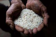 人造大米可以安全食用吗（人造大米的危害）